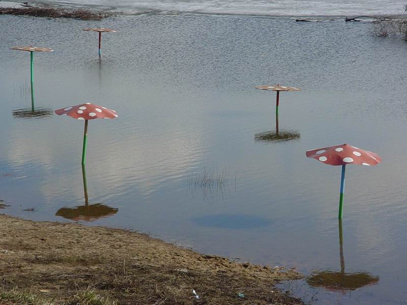 Грибки в воде