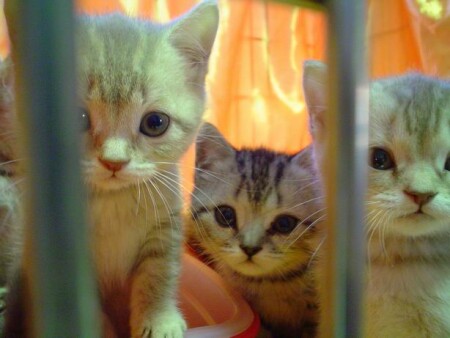 3 котёнка