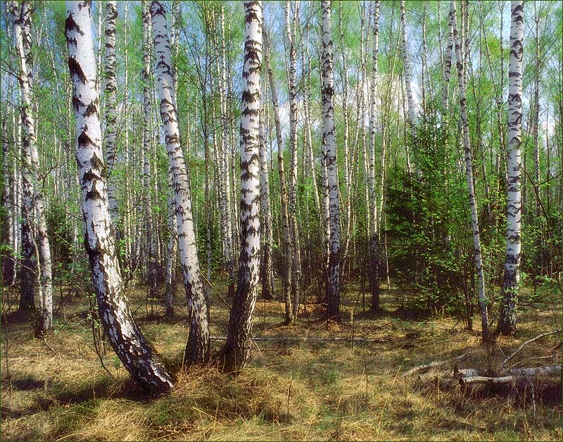 Оттенки юности