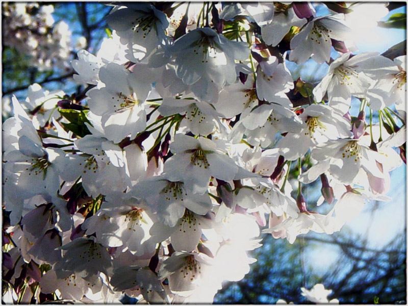 Spring-time II