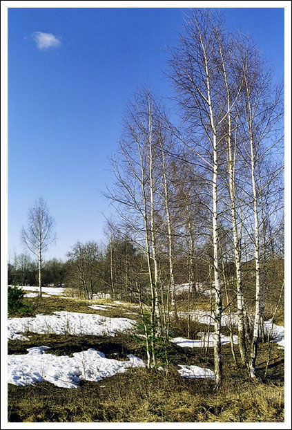 Березки