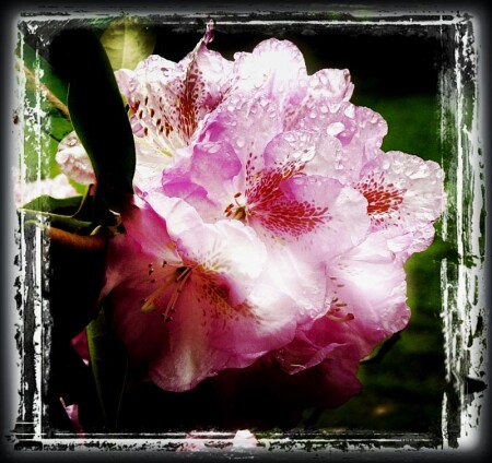 Spring-time III (After rain)
