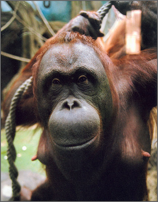 zoo #3