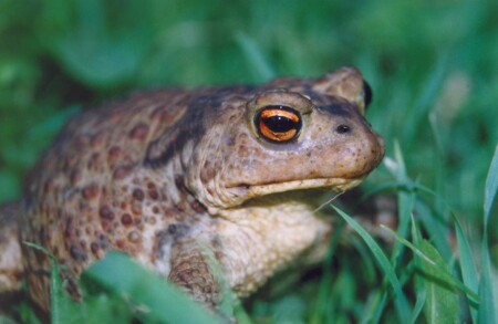 Bufo bufo (жаба обыкновенная)