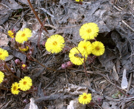Весна в городе