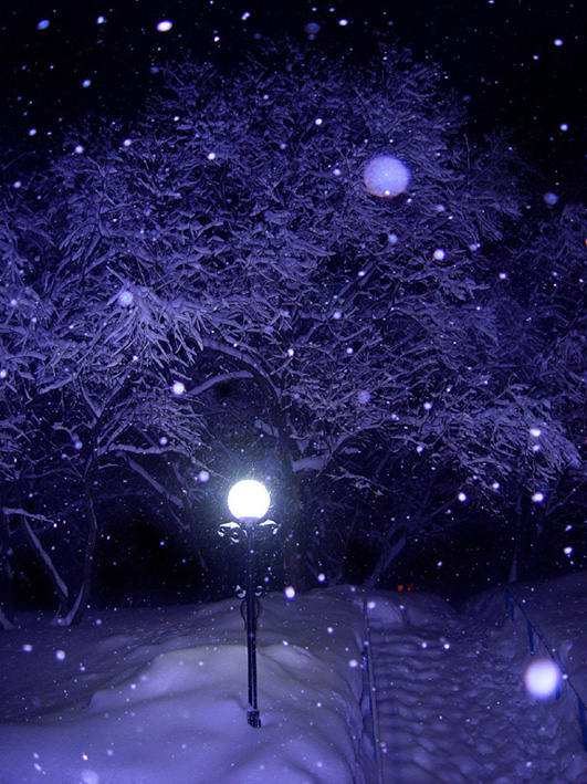 Beauty of winter
