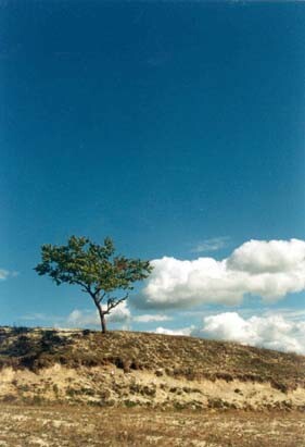 Одинокое дерево.