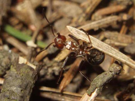 Муравьиный акробат