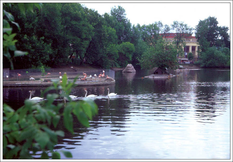 Птичий мирок