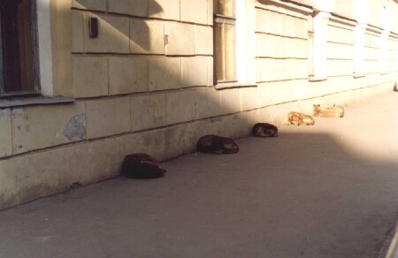 Как всё ритмично - окна, собаки...