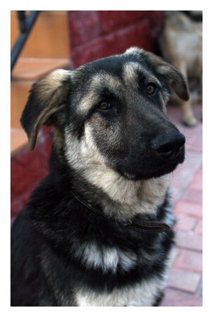 Kuzyadog