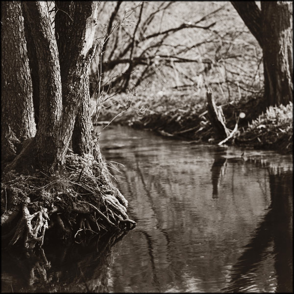 DEEP FOREST