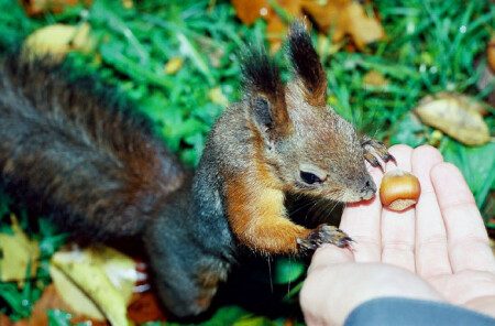 Голод не тётка...