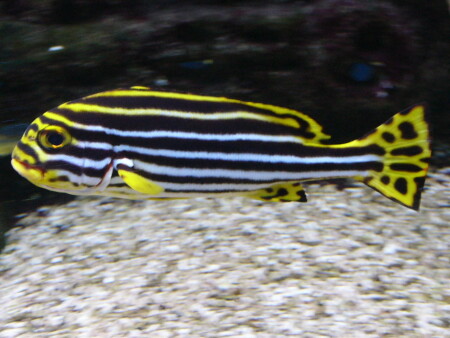 Fishка