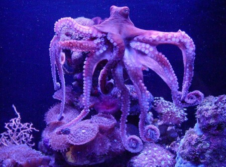 Подводный красавец - Octopus vulgaris