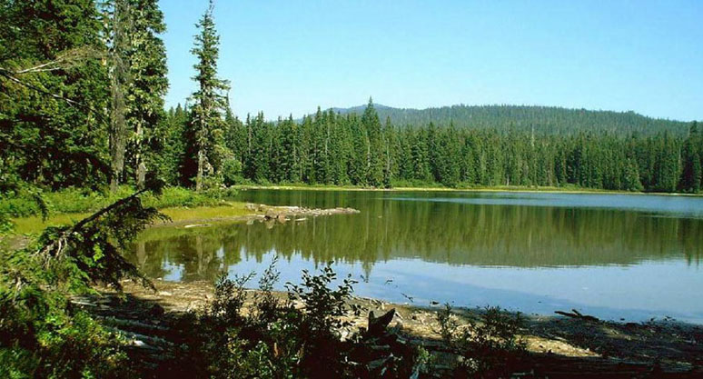 **Wild nature**