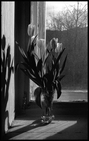 Tulips for Airys