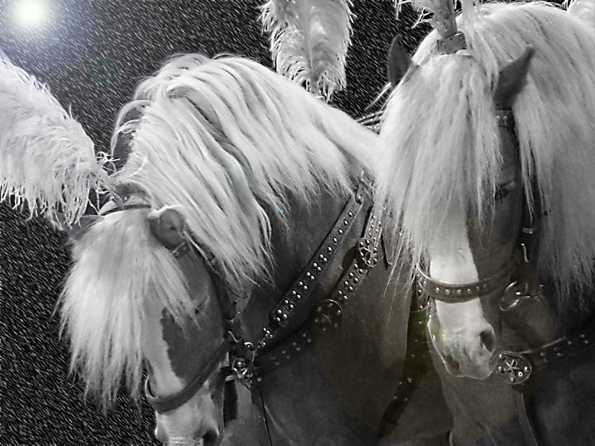 white horse 2