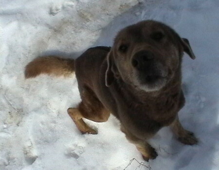 Верный друг