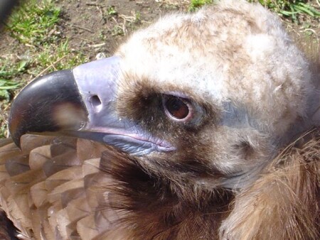 Аббат Фариа.