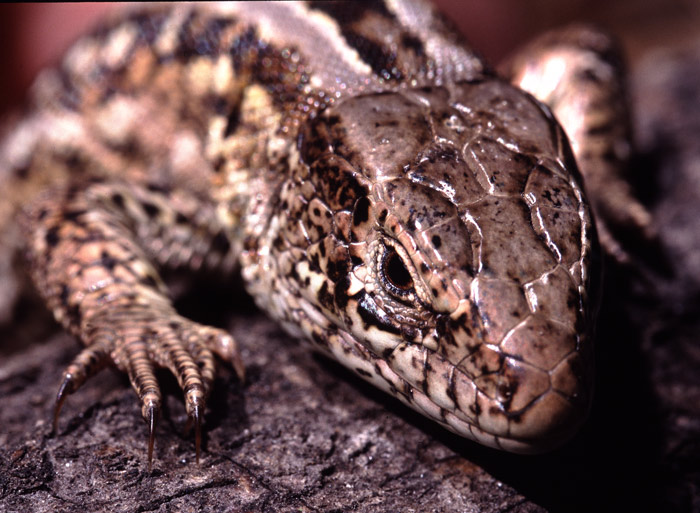 lizard