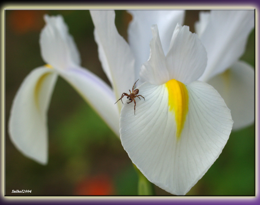 SPIDER &amp; IRIS