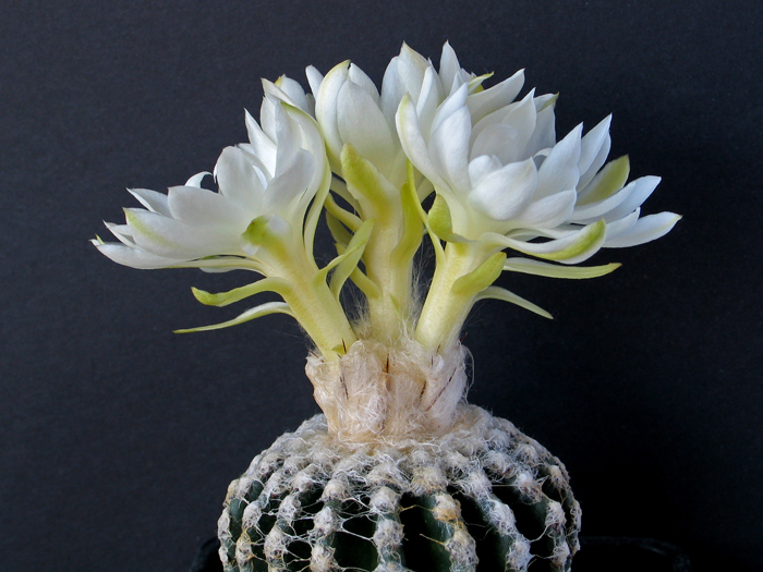 Discocactus horstii