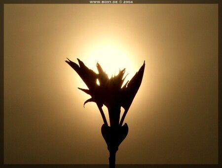 Подарок Природы