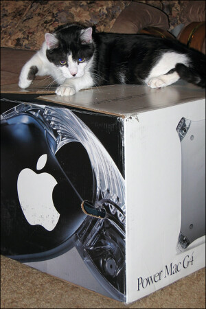 Ваша киска купила бы Apple