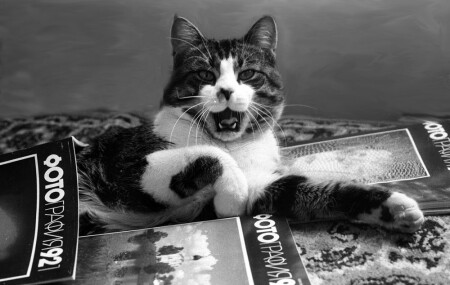 На хозяйском месте