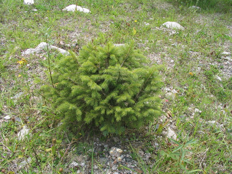 Елочка