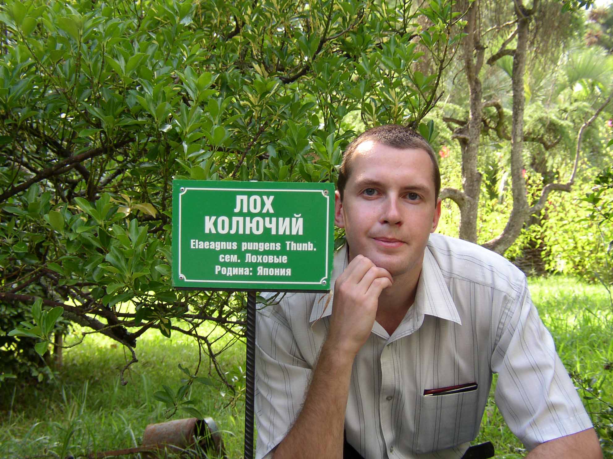 Лох колючий