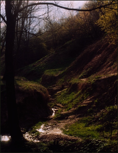 Magic Forest