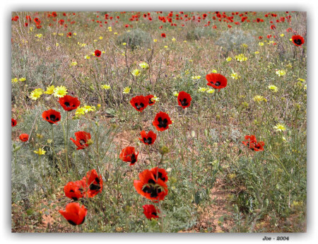 Маковое поле