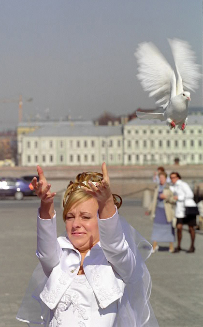 Свадебный голубь