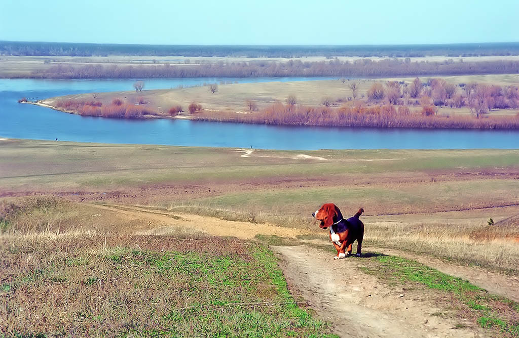Прогулки с собакой.