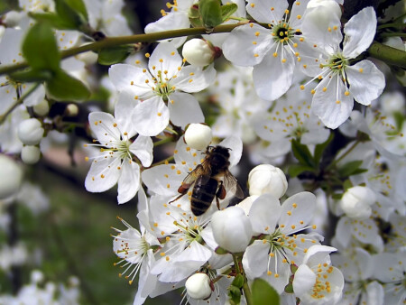 Первый сбор