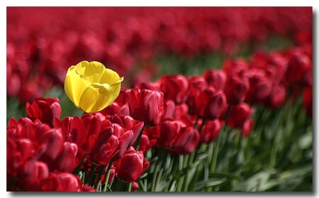 Yellow in Red
