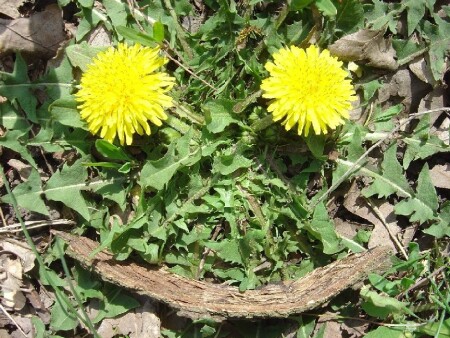 солне4ный мирок