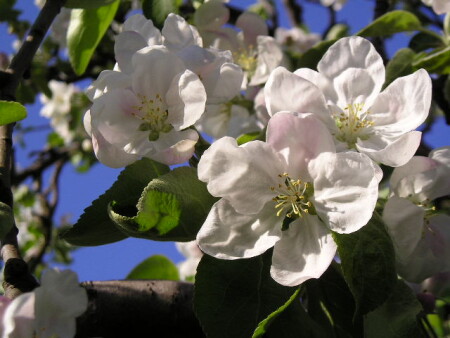 Яблочный цвет