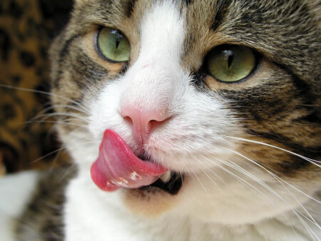 Поесть бы.....