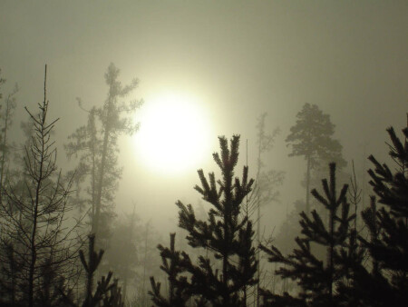 солнце в тумане