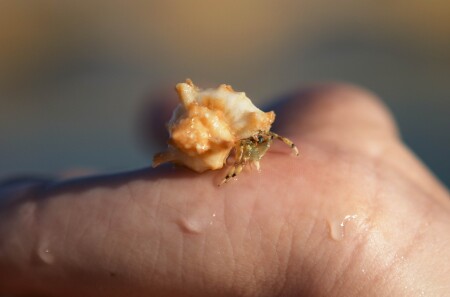 &quot;Отшельник&quot;