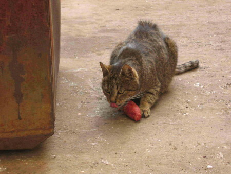Хозяин питерских дворов