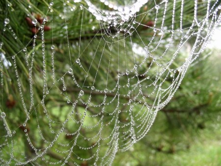 Утренний наряд природы
