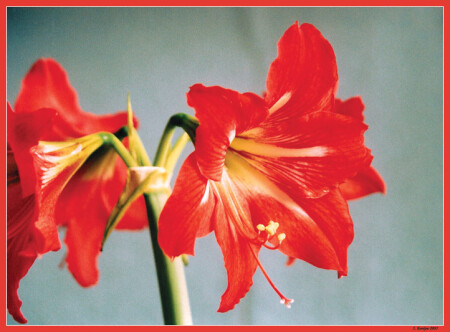 Гиппеаструм