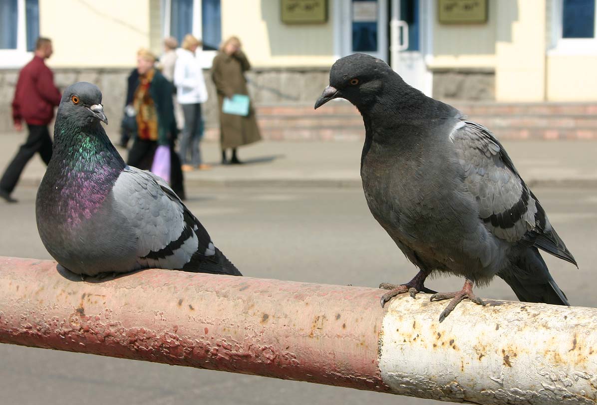 любопытность
