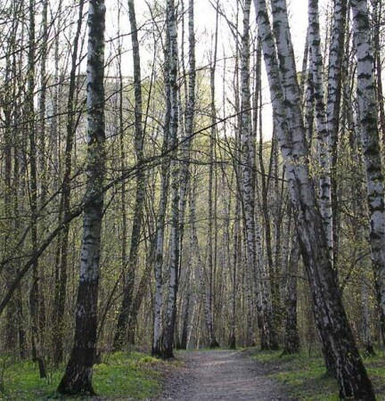 Май в городском парке...