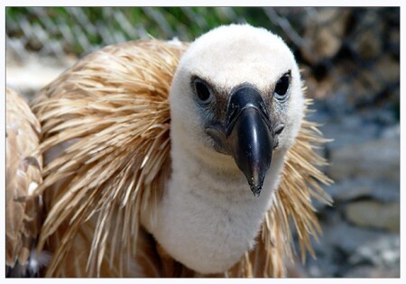 Гордый птиц