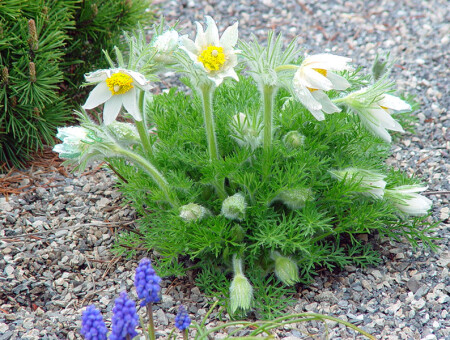 Ранние цветы.